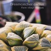 Haworthia Japan (dreamcatcher cactus)