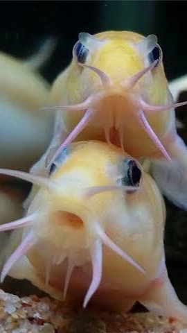 どじょう好き集まれ！淡水魚好きも！