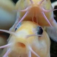 どじょう好き集まれ！淡水魚好きも！