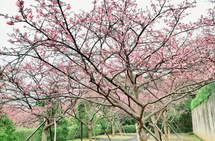 【陽明山花季】特搜二、三月花季景點！推薦美食餐廳+賞花一日遊 - LINE旅遊