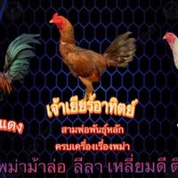 เพชรนรินทร์💎🐓