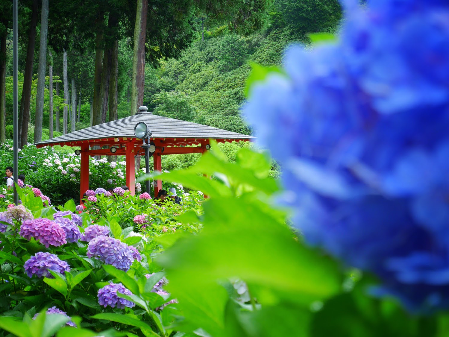 日本六月旅遊推薦 雨季必去六大自然景點 京都 鎌倉 箱根 尾瀨這樣玩才不飲恨 Line旅遊