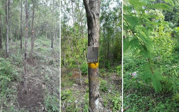 Mengembalikan Keharuman Kayu Cendana Indonesia Mengembalikan Keharuman Kayu Cendana Indonesia