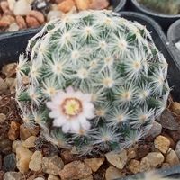 🌵ซื้อ-ขาย ลูกค้า🏡C🌵O Bancactus