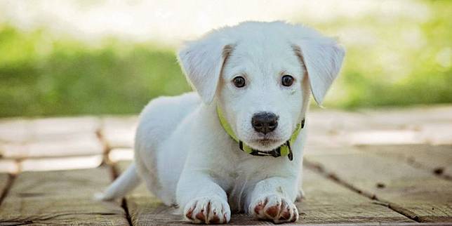 Pro Kontra Warung Daging Anjing Di Jawa Tengah Ganti Jualan