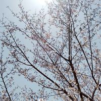 ぷにぷに&雑談オプ