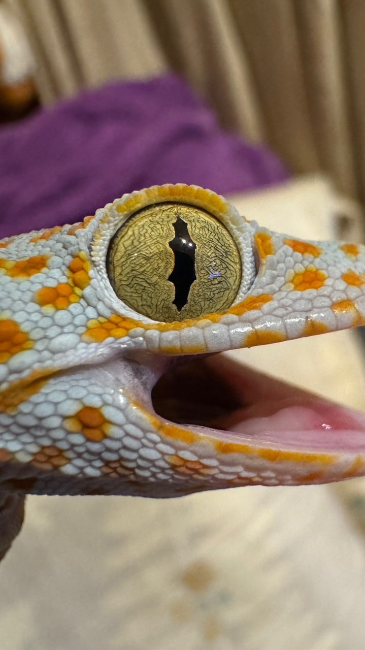 厚唇哥日常🦎