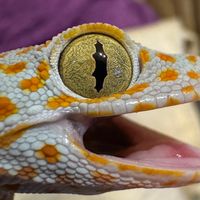 厚唇哥日常🦎