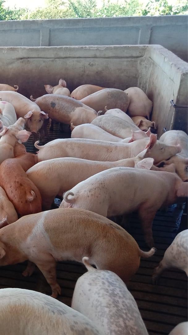 อู๋หมูสด ราคาถูกขอนแก่น