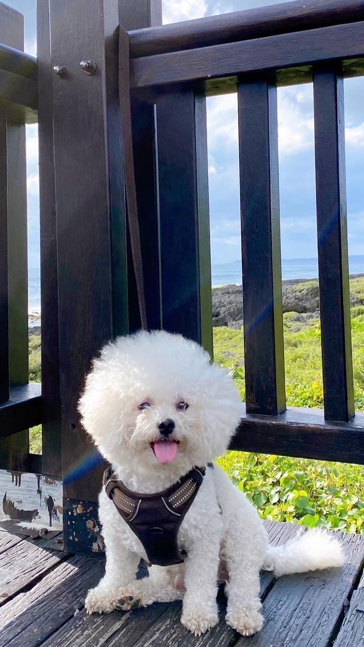 🐶 樂UU 🐶