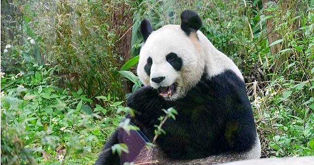年薪312萬請人扮假熊貓　廣州動物園打臉：已有2隻真的