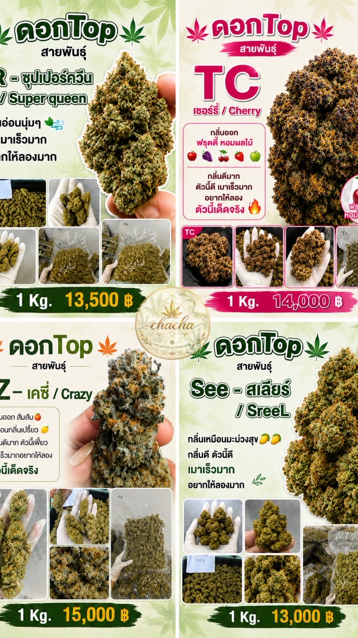 🍁ชาชาจากฟาร์มพร้อมส่ง🍁