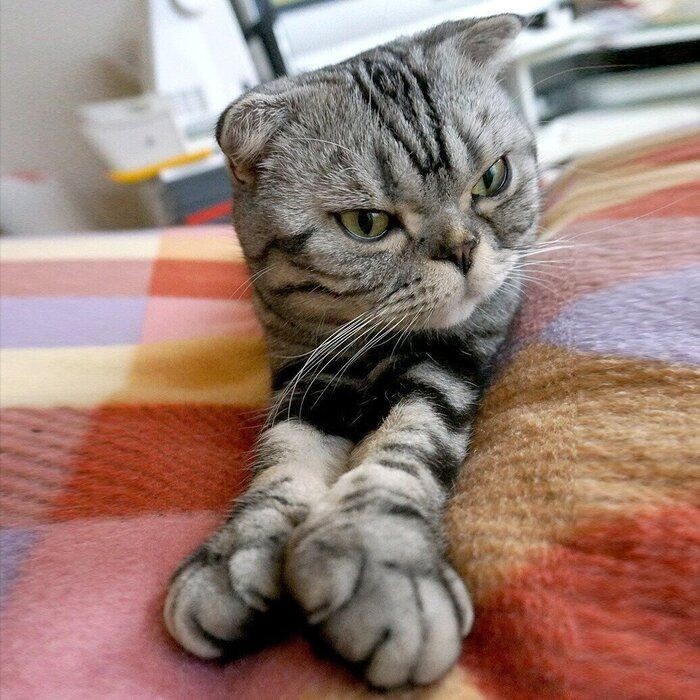シャッ と鳴いたししまる 猫との 間 威嚇のお話