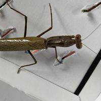 昆虫が大好きな中学生が集まるチーム
