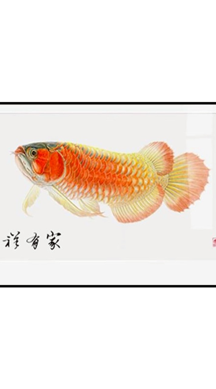 義智龍魚