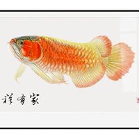 義智龍魚