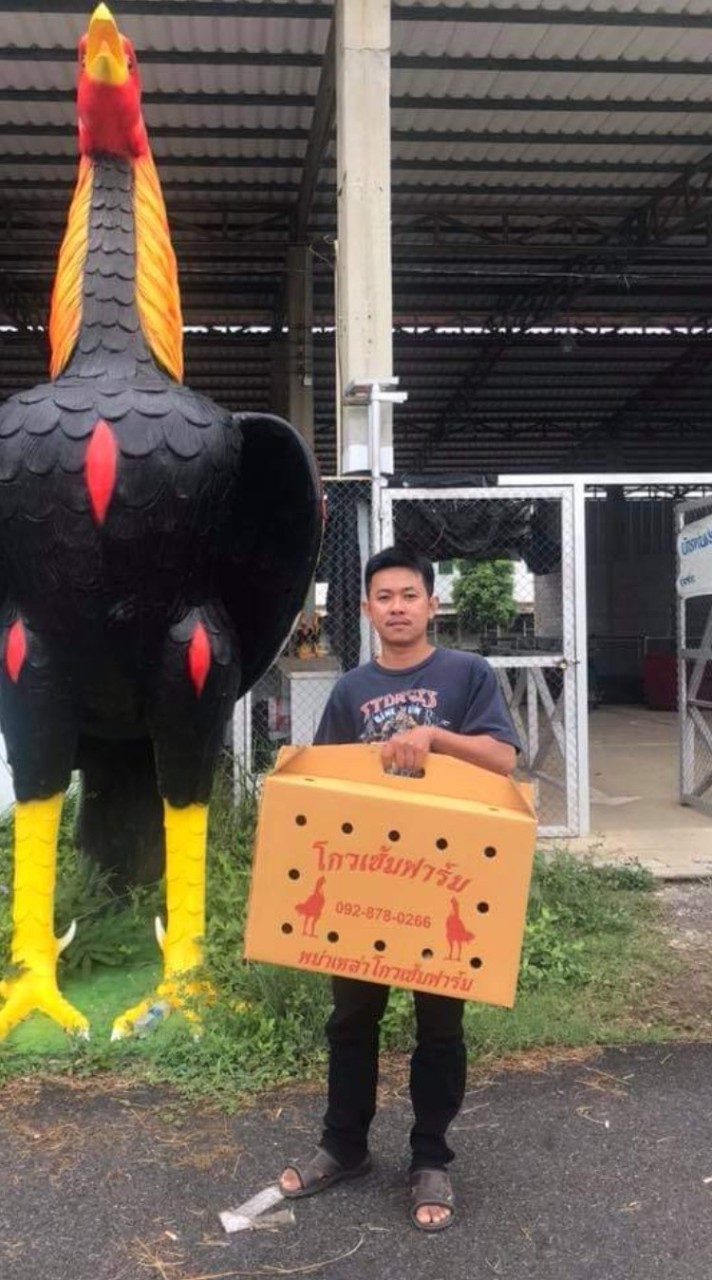 ร้านมังกรอุปกรณ์ไก่ชน                     เพชรทองทาฟาร์ม