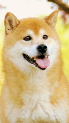 Shibエコシステムを愛する会(芝犬、シバ犬🐕)