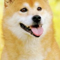 Shibエコシステムを愛する会(芝犬、シバ犬🐕)