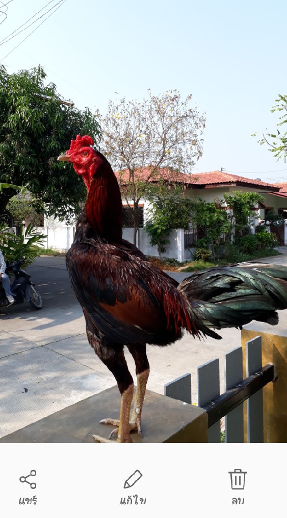 ซื้อขายไก่ชนเชียงใหม่