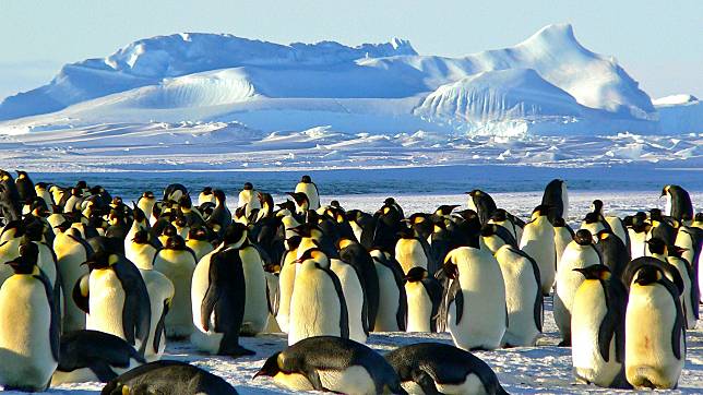 日前科學家首度證實，H5N1禽流感病毒已入侵南極洲大陸。（圖取自Pixabay）
