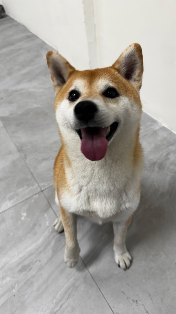 黃金Vip群