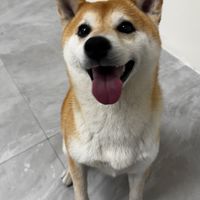 黃金Vip群