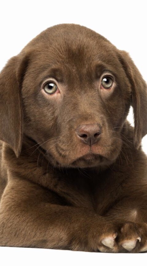 We love Labrador