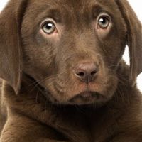 We love Labrador