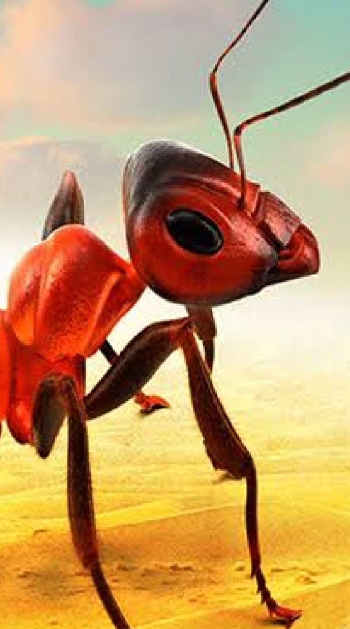 THE Ants 807