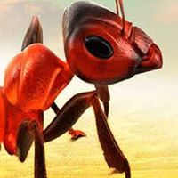 THE Ants 807