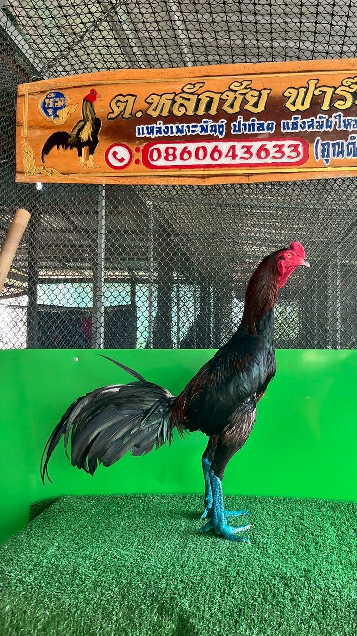 คลิปไก่ ต.หลักชัย