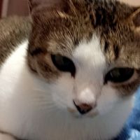 น้องโชคดี