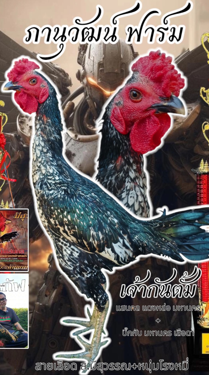 ภานุวัฒน์ ฟาร์มไก่ชน🐓💸