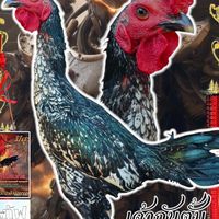 ภานุวัฒน์ ฟาร์มไก่ชน🐓💸
