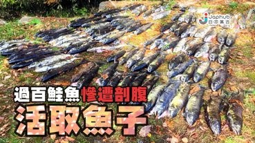 過百條養殖鮭魚鱒魚遭剖腹，犯人只要魚子