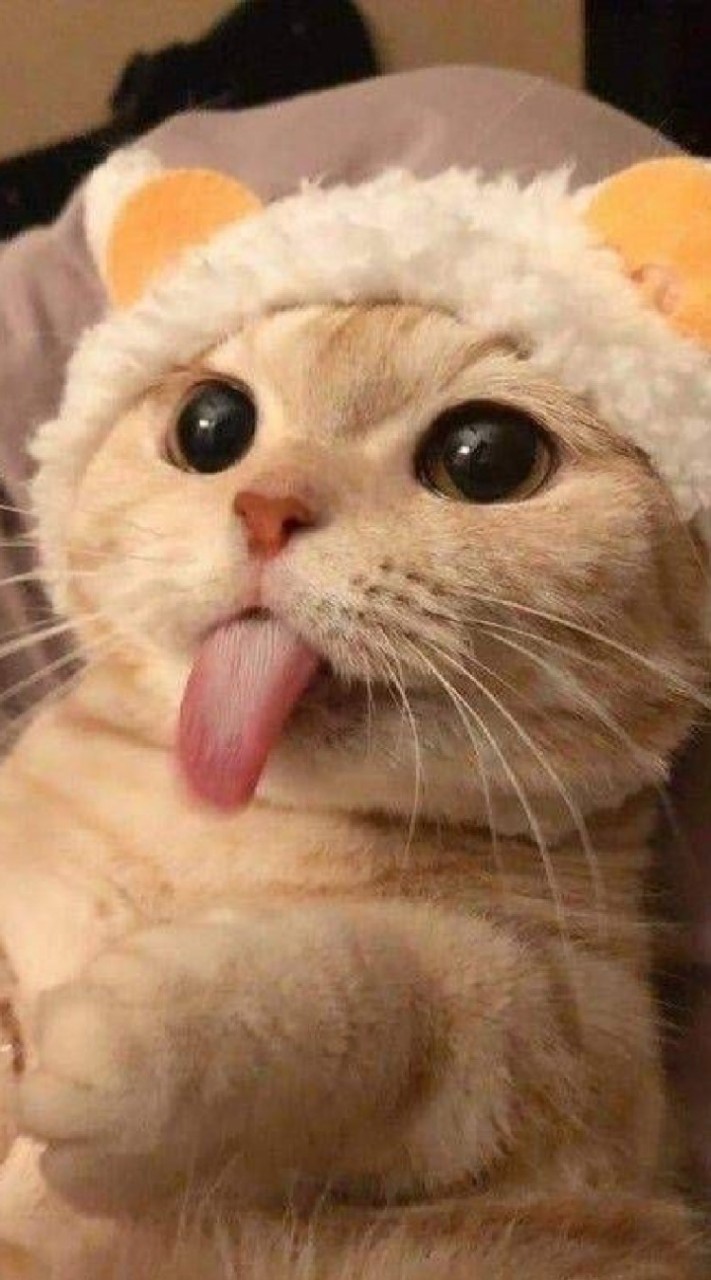 เปิดหารของใช้ ของเล่นน้องแมวราคาถูก🐈
