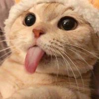 เปิดหารของใช้ ของเล่นน้องแมวราคาถูก🐈