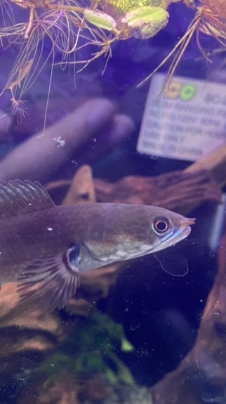 雷龍魚虎呆呆水族聊天群