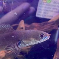 雷龍魚虎呆呆水族聊天群