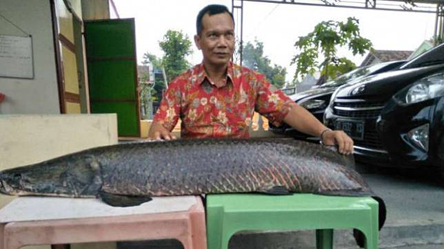 Ikan Arapaima yang muncul di Sungai Brantas.