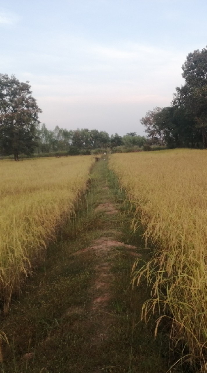 คนทำนา อ.บ้านใหม่ไชย​พจน์​