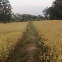 คนทำนา อ.บ้านใหม่ไชย​พจน์​
