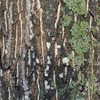 ニセコ放課後探究教室