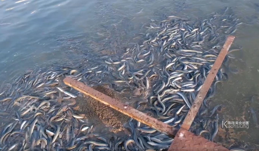 (高雄美食)鰻魚日記