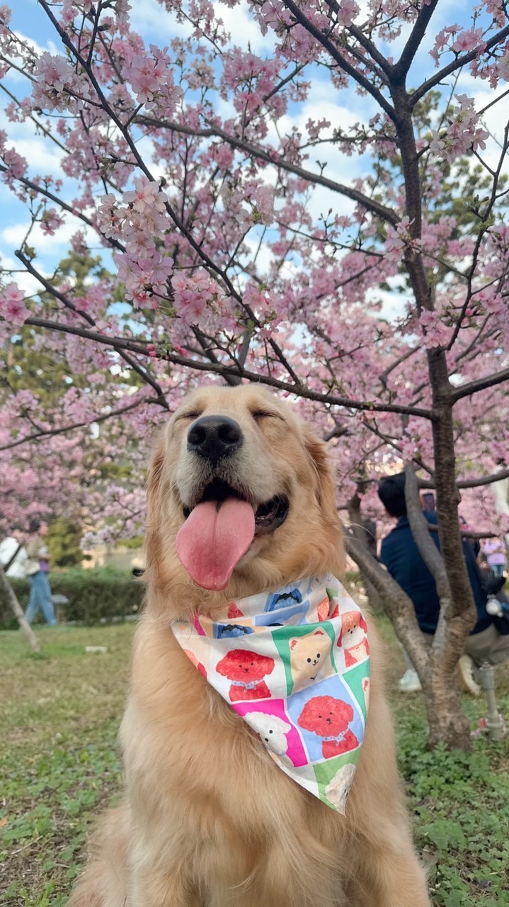 久安的佛系代購3/11-3/16沖繩