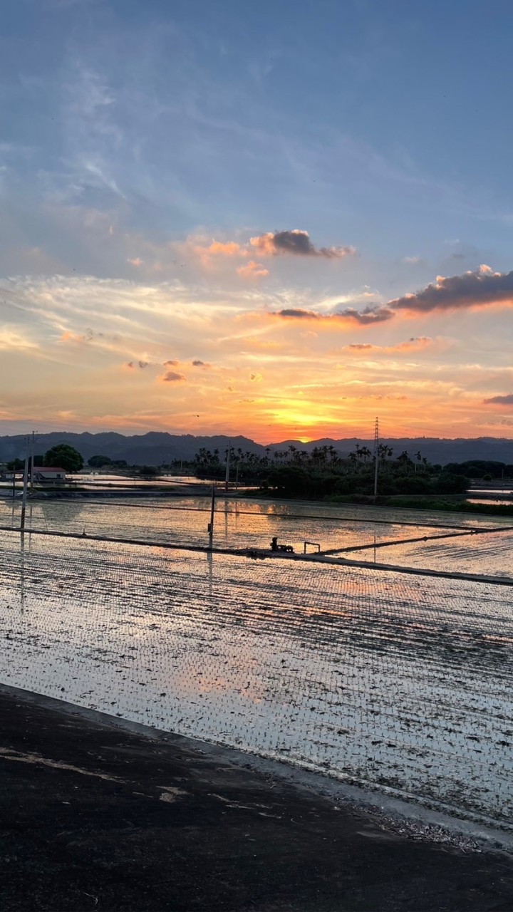 台南佳里（阿中泰國蝦）🦐🦐🦐