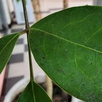 第一清潔臨時工作安排群組