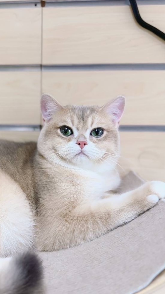 YaCheng Cattery & Tica Certification