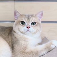 YaCheng Cattery & Tica Certification